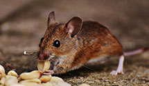 24 Hour & Emergency Exterminators in Harper, WV